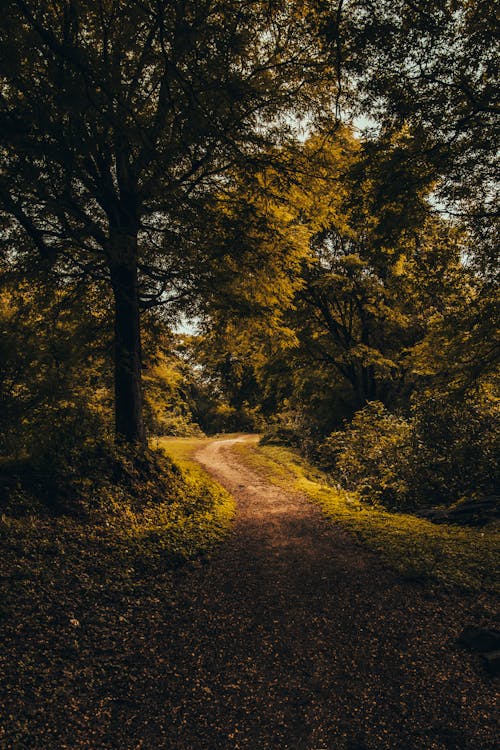 Základová fotografie zdarma na téma krajina, les, léto