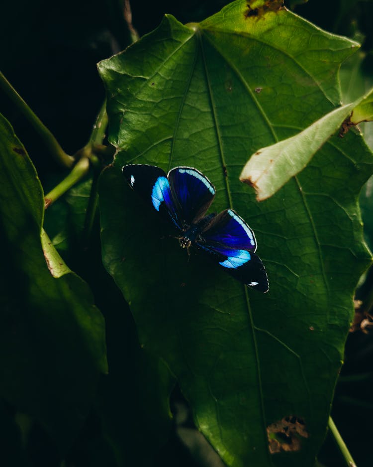 Butterfly In Shadow