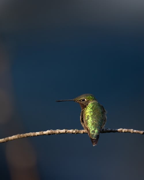 Hummingbird Perching on Branch