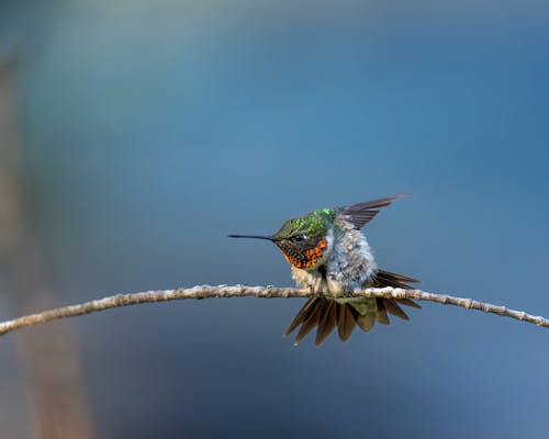Hummingbird Sitting on Branch