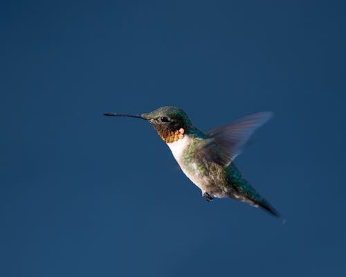 Close up of a Hummingbird