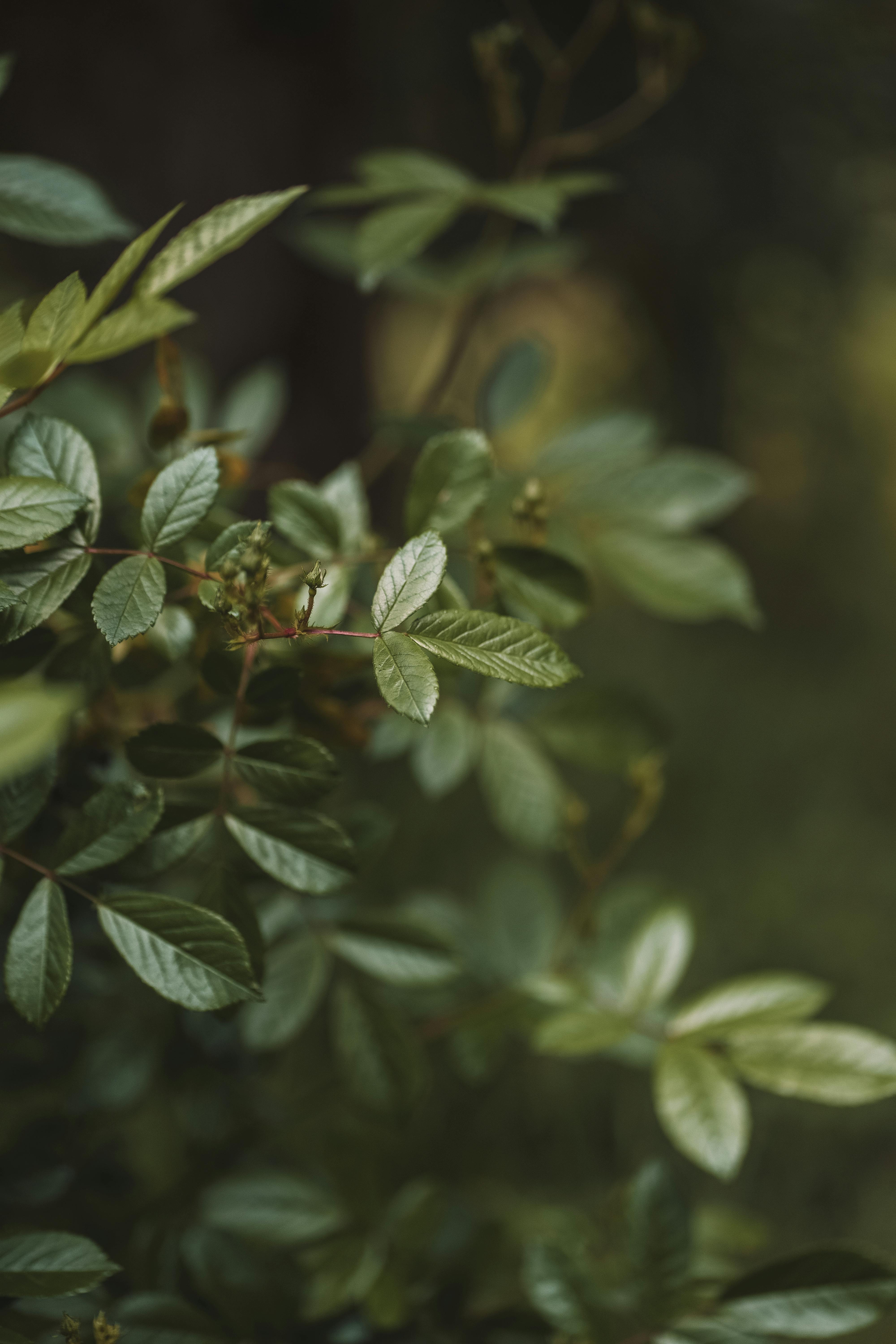 Delicate Rose Bush Leaves · Free Stock Photo