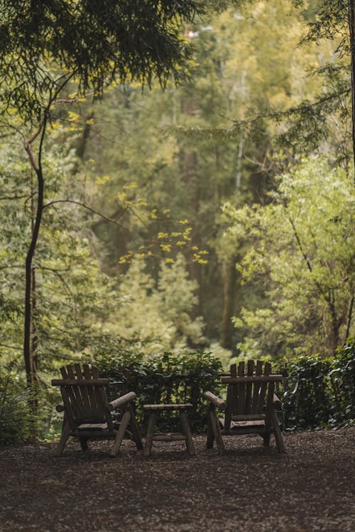 Foto profissional grátis de ao ar livre, árvores, cadeiras