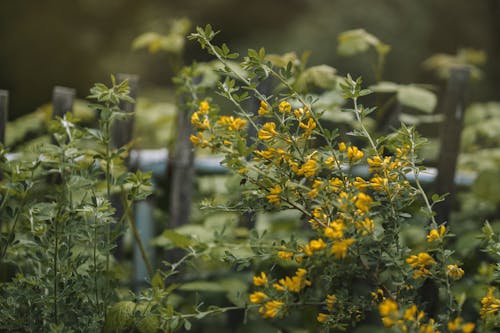 Close-up of a Plant with Small Yellow Flowers 