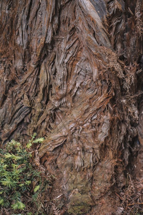 Close-up of Bark on the Tree Trunk 