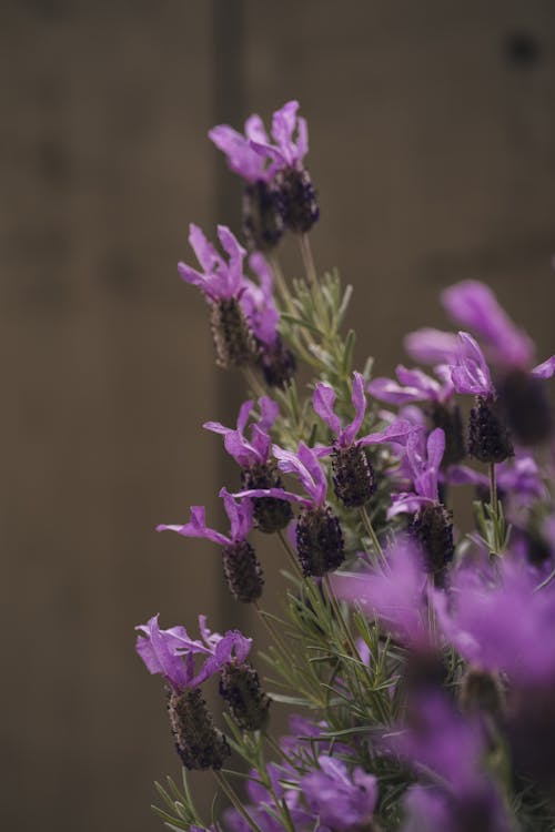 Fotobanka s bezplatnými fotkami na tému botanika, francúzska levanduľa, kvety