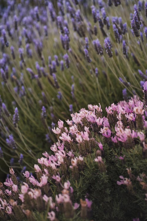Close-up of Pink Flowers and Lavender on a Field 