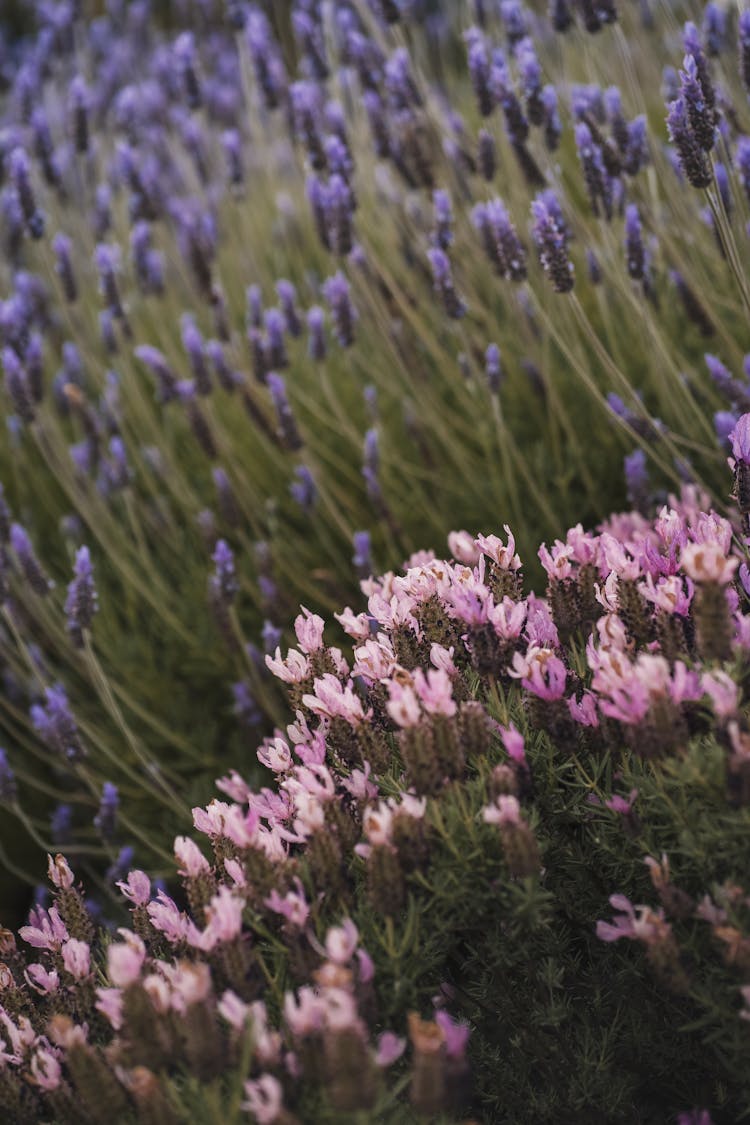 Close-up Of Pink Flowers And Lavender On A Field 