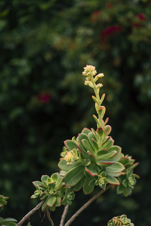 Безкоштовне стокове фото на тему «aeonium haworthii, вертикальні постріл, вічнозелений»