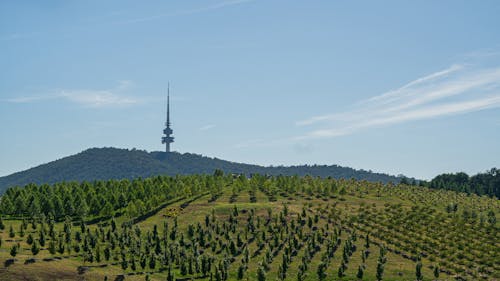 View of a Field 