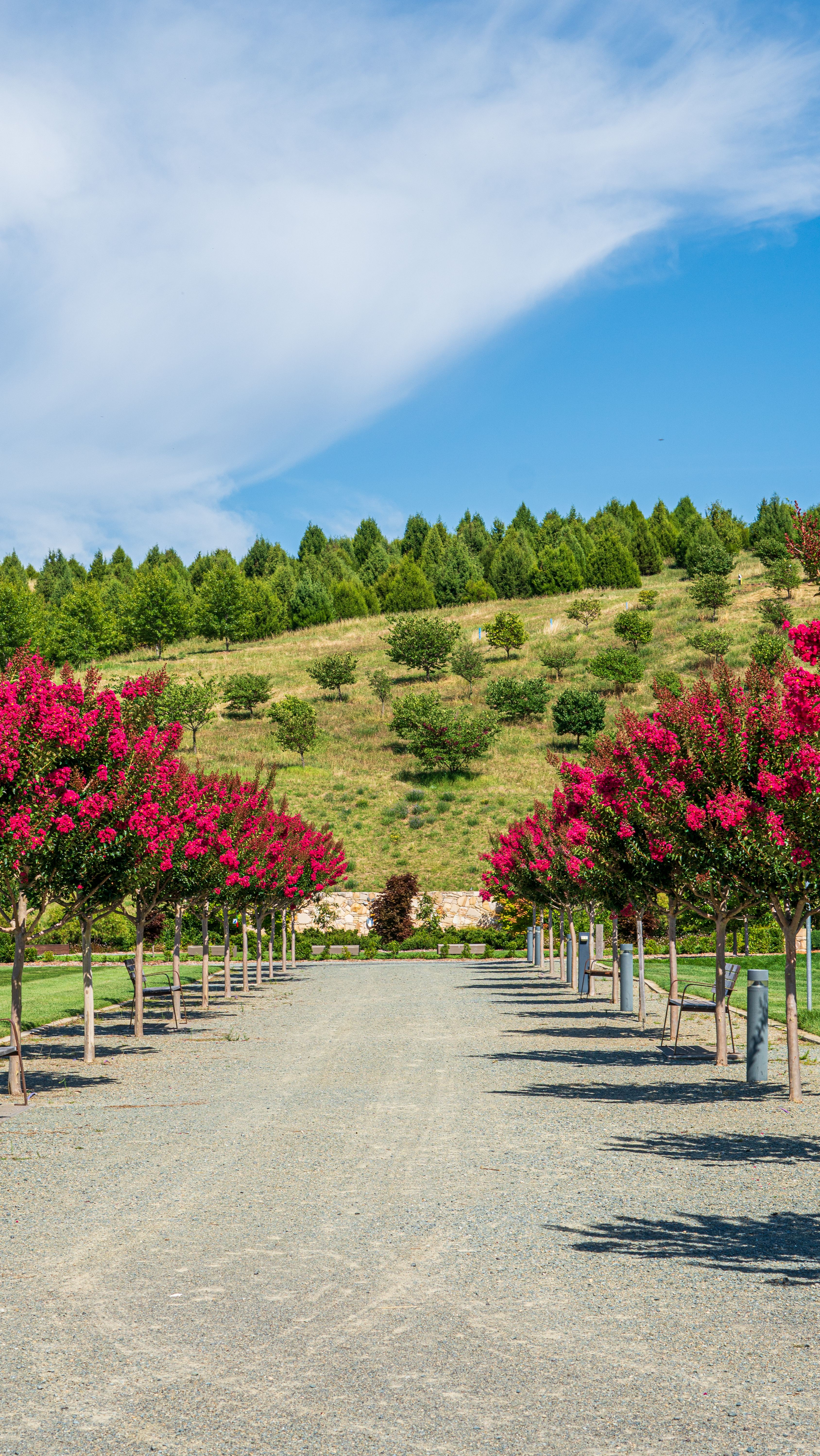 A Walkway Between Trees · Free Stock Photo