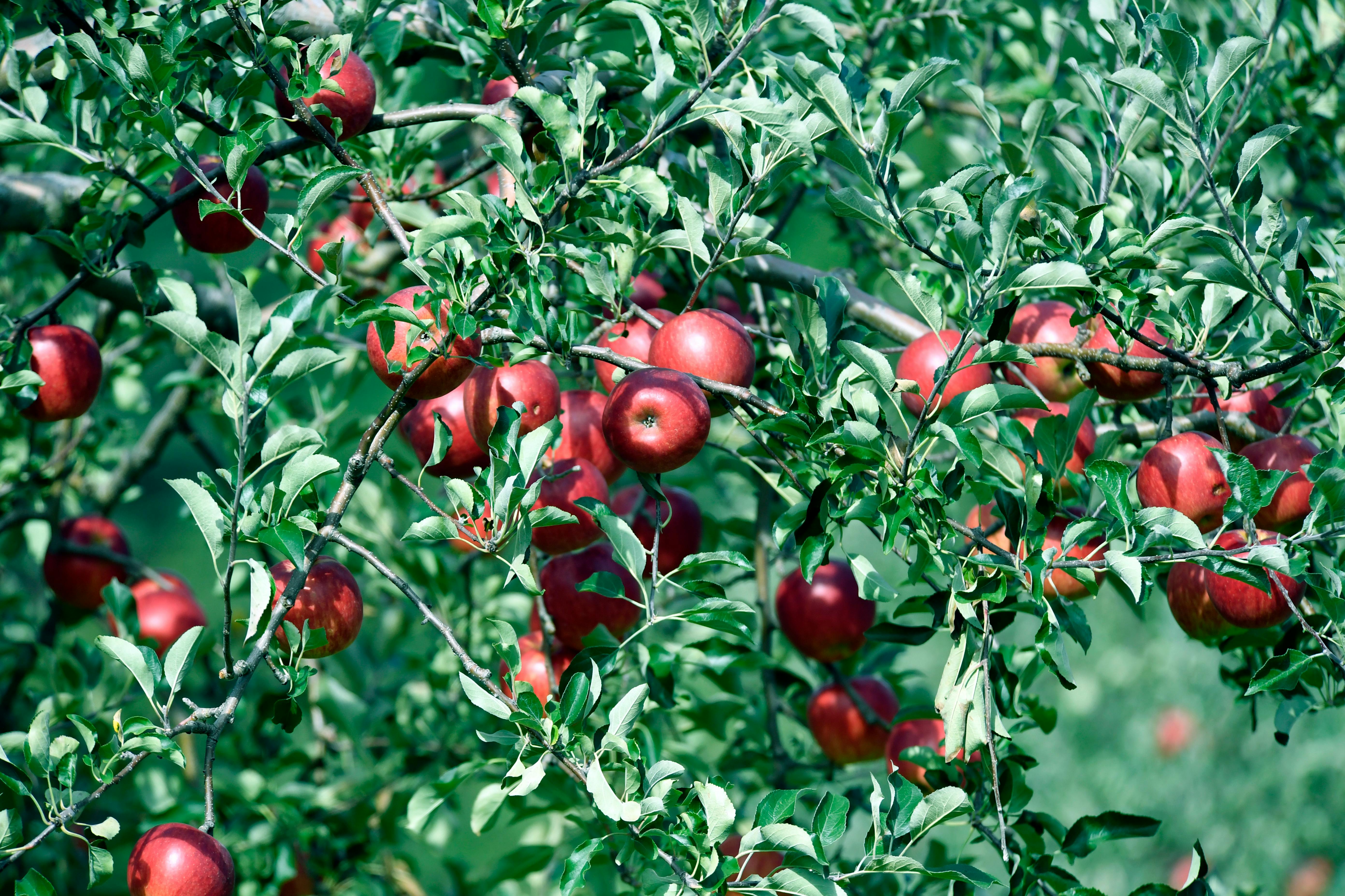 Apple earnings, March PCE, Q1 GDP, mortgage rates: What to Watch — Photo by Chen Te on Pexels
