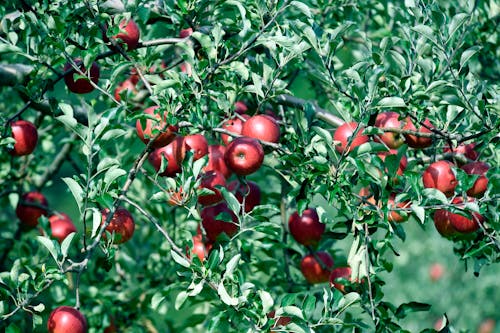 Branches with Apples