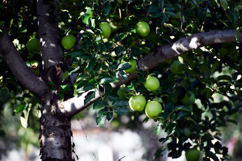 Apples on a Tree 
