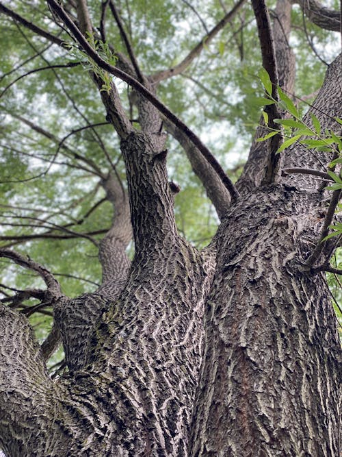 Foto d'estoc gratuïta de arbre, arbres, bagul