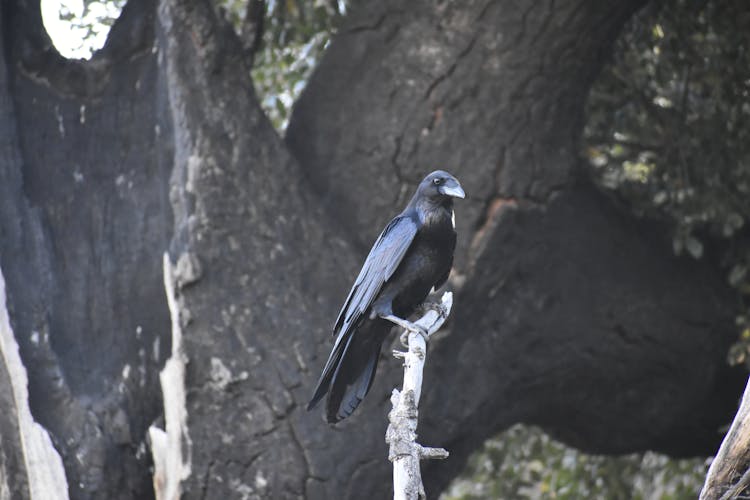 Close-up Of A Raven On A Tree Branch 