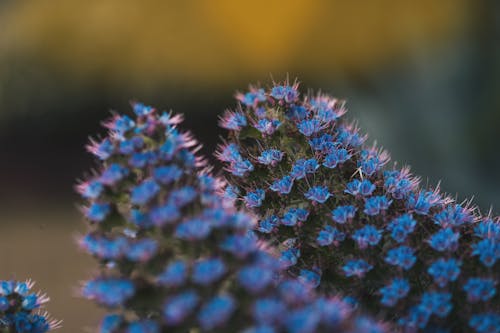 Kostnadsfri bild av blå, blommor, echium candicans