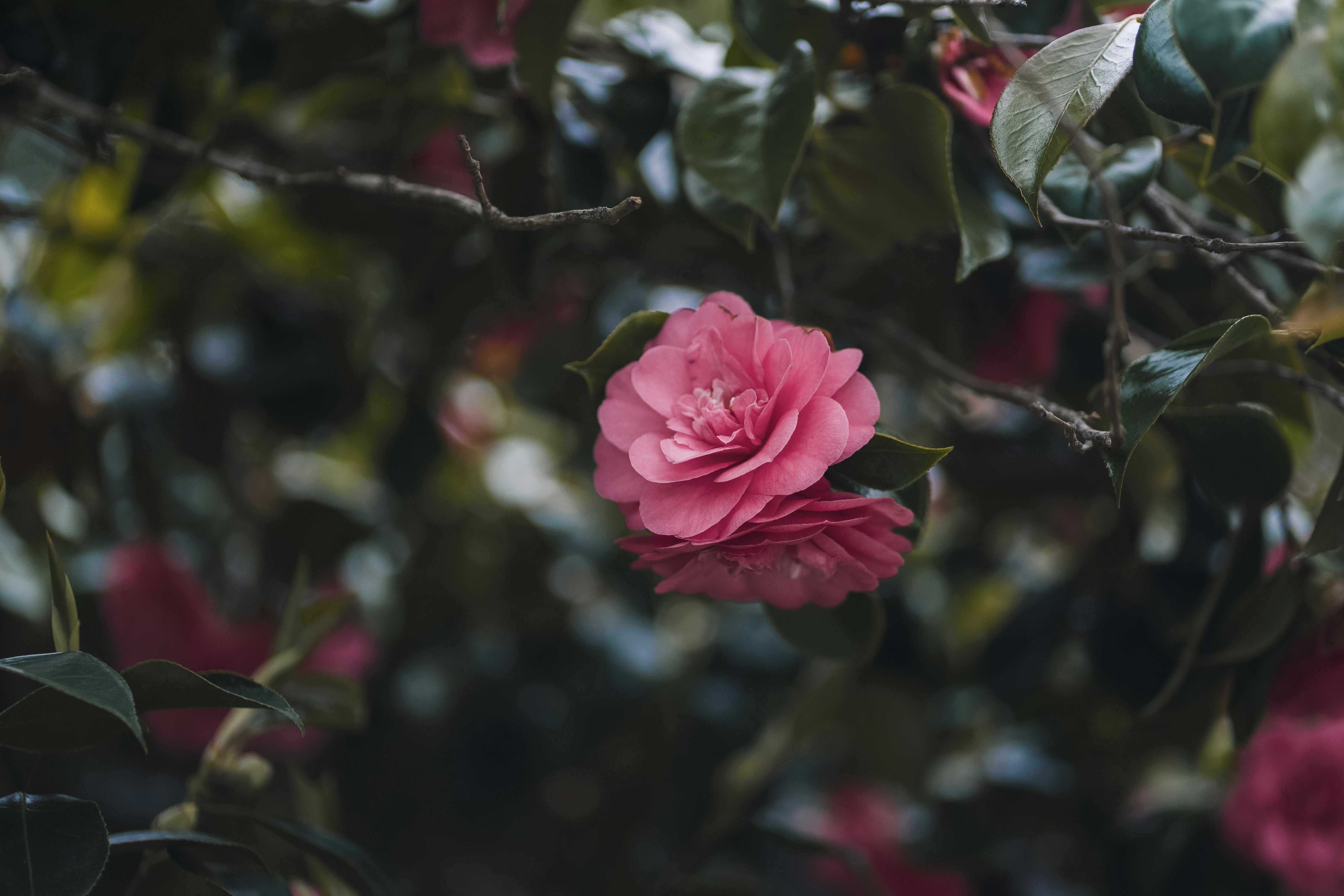 Camellia, flower, leaves, bokeh, blooming, HD wallpaper | Peakpx