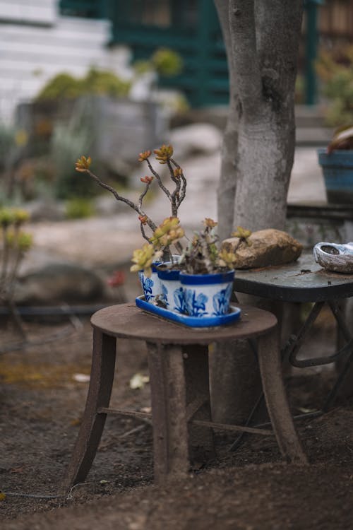 Gratis lagerfoto af blomster, flora, gryder