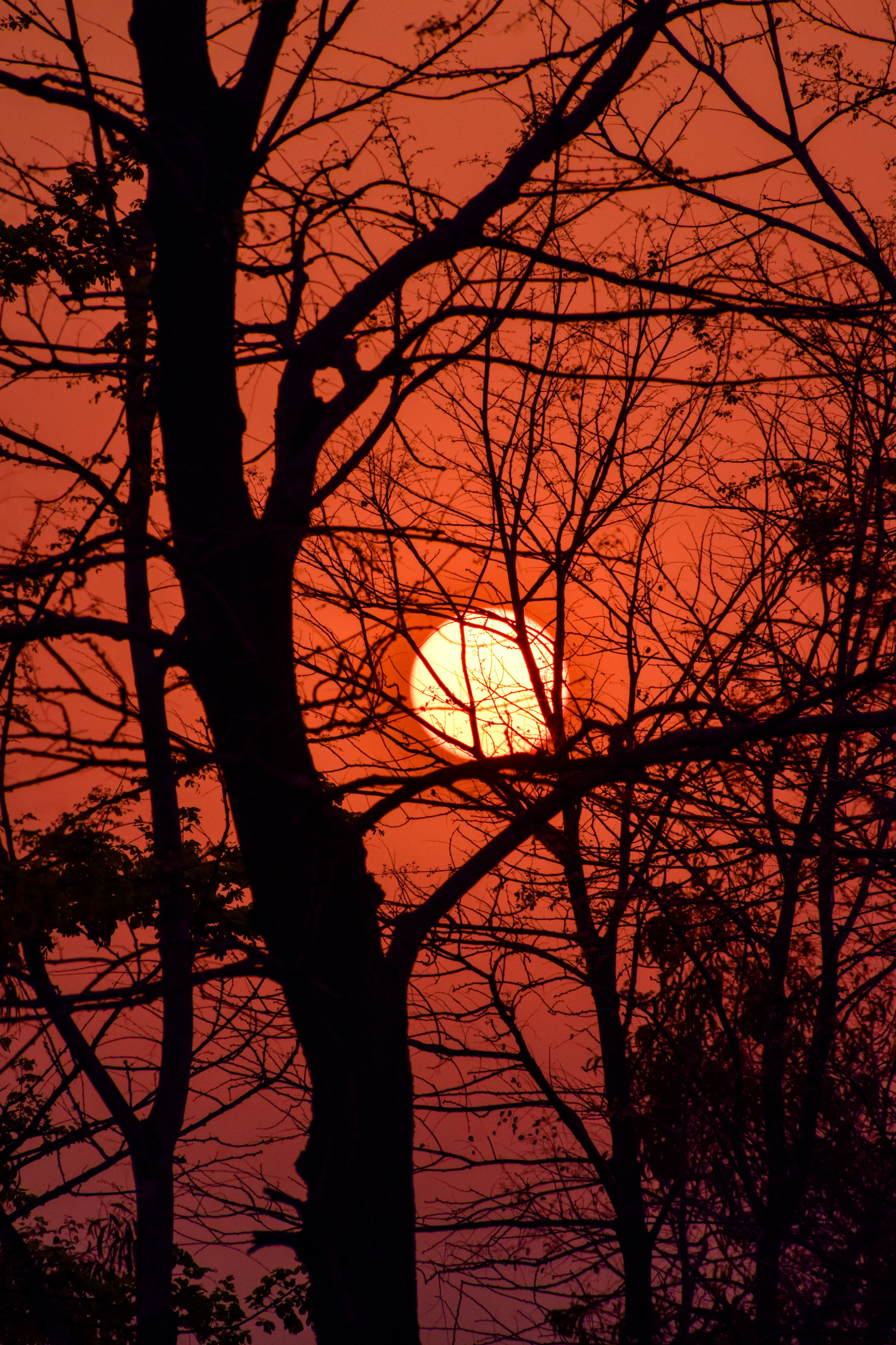 Bare Tree Silhouette at Sunset · Free Stock Photo