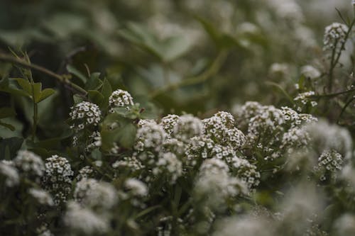 Close-up of Wildflowers on a Field 