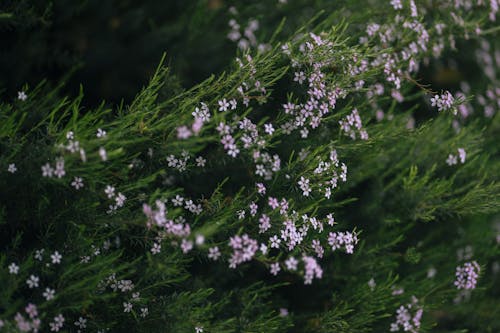 Kostnadsfri bild av blommor, närbild, natur