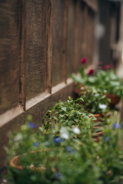 Close-up of Flowers in Pots next to a Wooden Fence in the Garden 