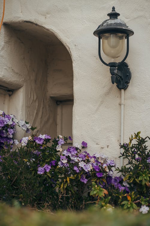 Gratis arkivbilde med blomster, bygningens eksteriør, inngang