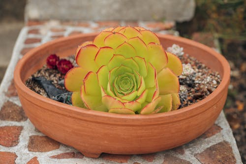 Close-up of an Echeveria Succulent in a Pot 
