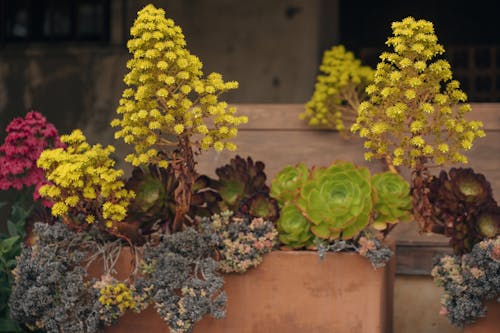 꽃, 냄비, 다채로운의 무료 스톡 사진