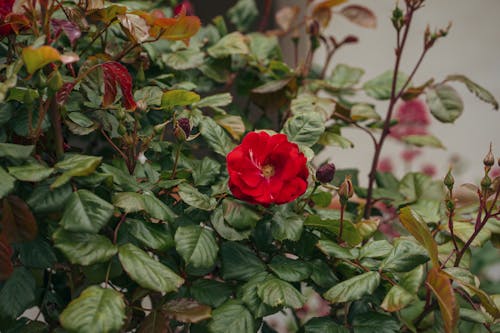 A Red Rose on a Garden Rosebush 