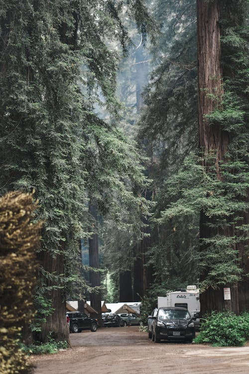 Cabins Nestled Between Giant Redwood Trees