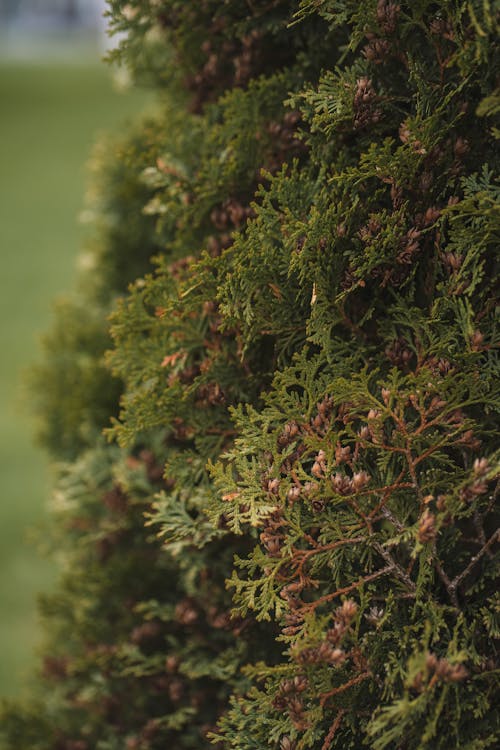 Foto d'estoc gratuïta de arbre, arbust, creixement