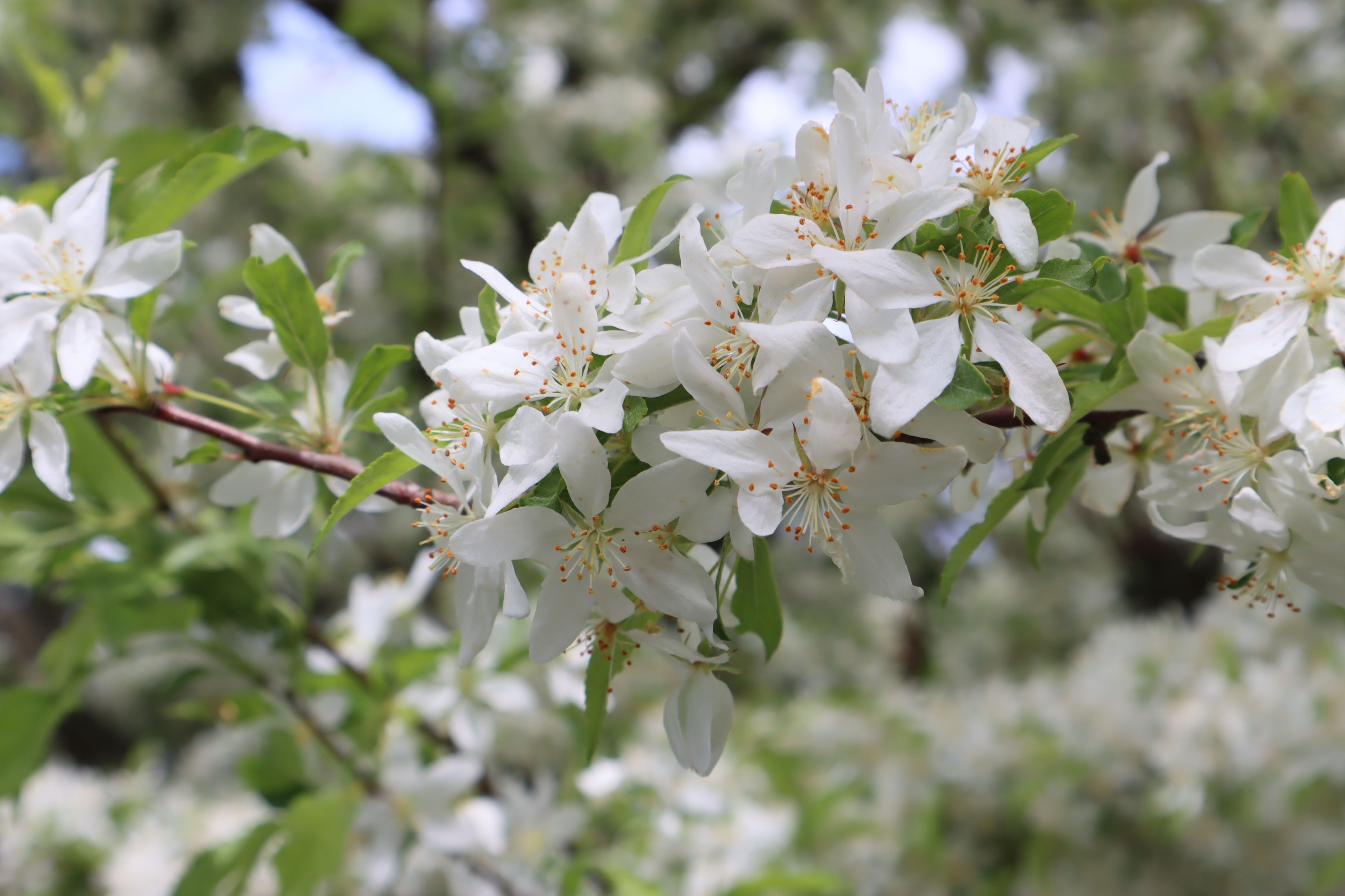 Iowa state flower — flowers