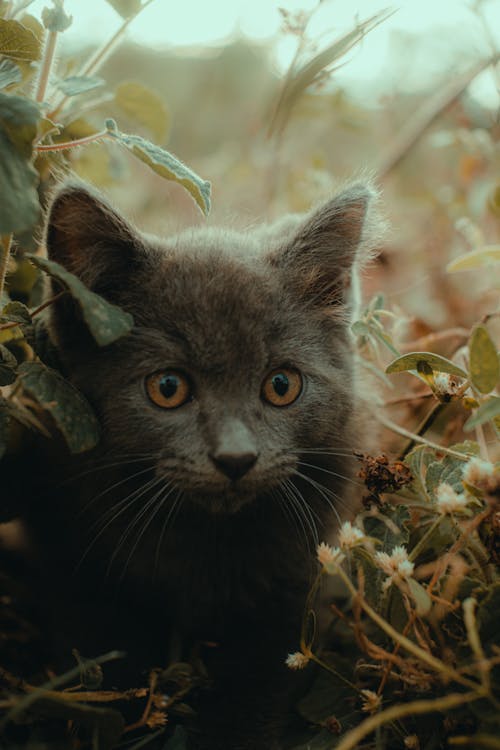 Close-up of a Kitten in Dry Grass