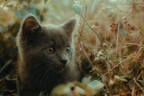 Close-up of a Kitten in Dry Grass 