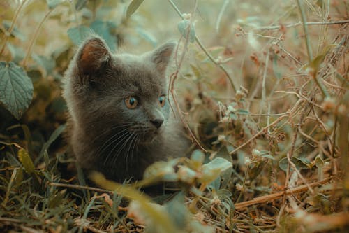 Základová fotografie zdarma na téma britská krátkosrstá kočka, detail, domácí