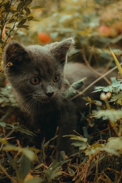 Kitten Sneaking in Tall Grass