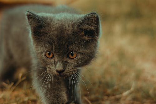 Close-up of a Kitten in Dry Grass