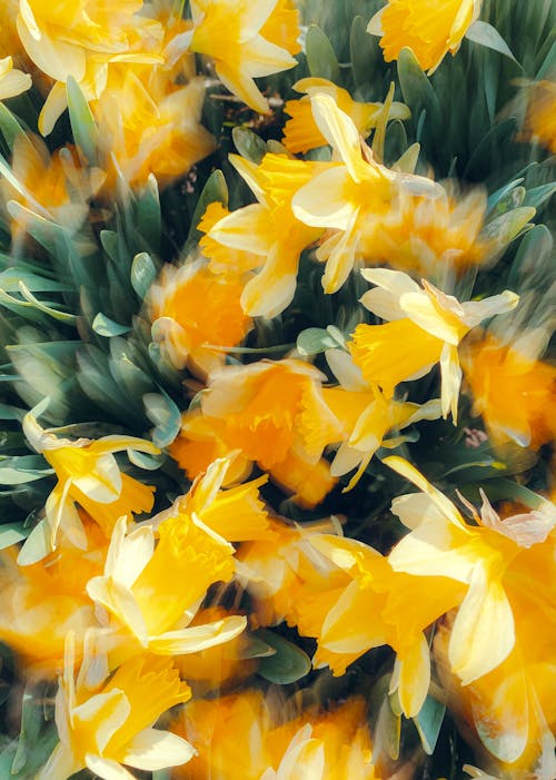 Imagine de stoc gratuită din blur, centrale, flori