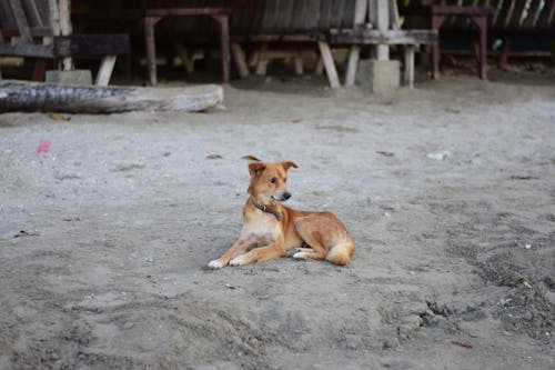 Foto profissional grátis de animal, animal de estimação, areia