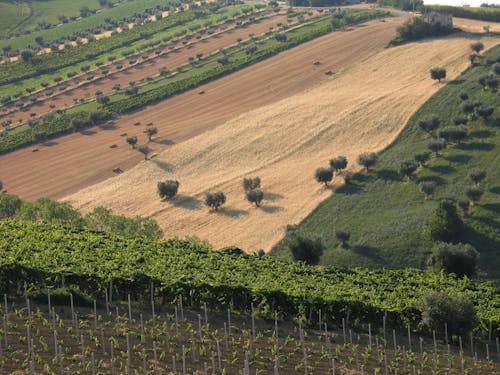 Photos gratuites de abruzzi, adriatica, agriculture