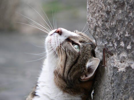 Domestic cat gazing upwards with a curious expression, close-up view.