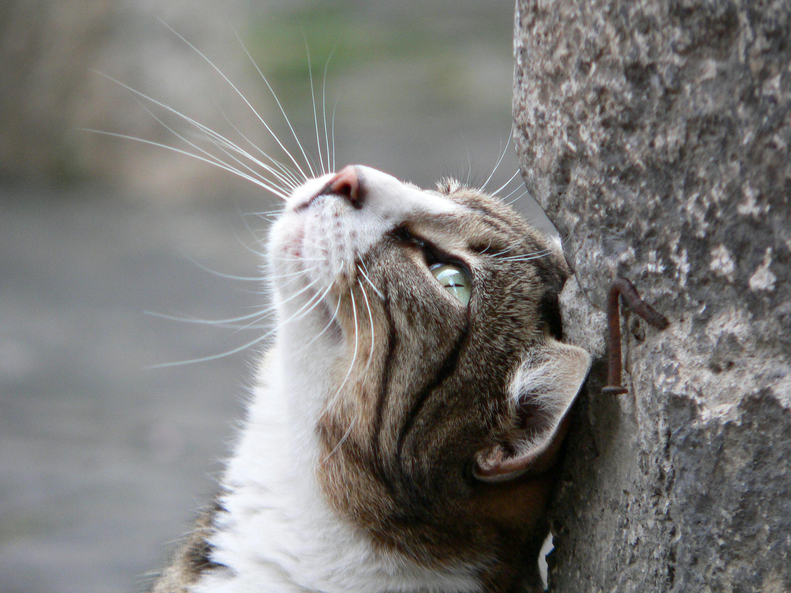 Gratis arkivbilde med abruzzi, abruzzo, adriatica Arkivbilde