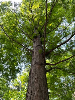 A majestic tree viewed from below, showcasing lush green leaves against a clear sky.