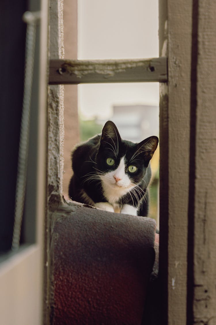 Black Cat In Gap In Wall