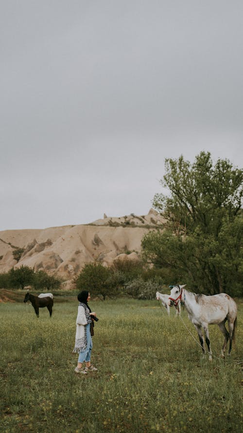 Fotobanka s bezplatnými fotkami na tému hracie pole, kôň, pasienok