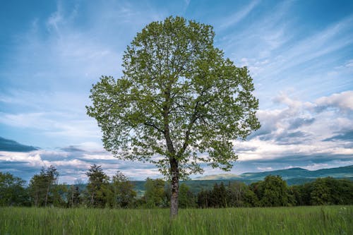 Fotos de stock gratuitas de árbol, campo, césped