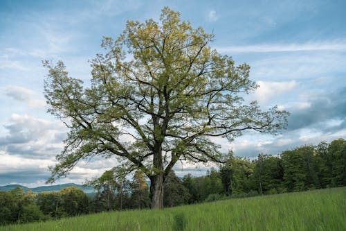 Immagine gratuita di albero, campo, erba