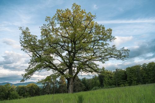 Free A lone tree standing in a lush green field under a blue sky, embodying tranquility and nature's beauty. Stock Photo